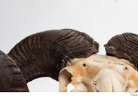  Skull Mouflon Ovis orientalis head horns skull 0006.jpg